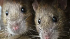 Hogyan lehet elkapni egy egeret egérfogó és hagyományos módon